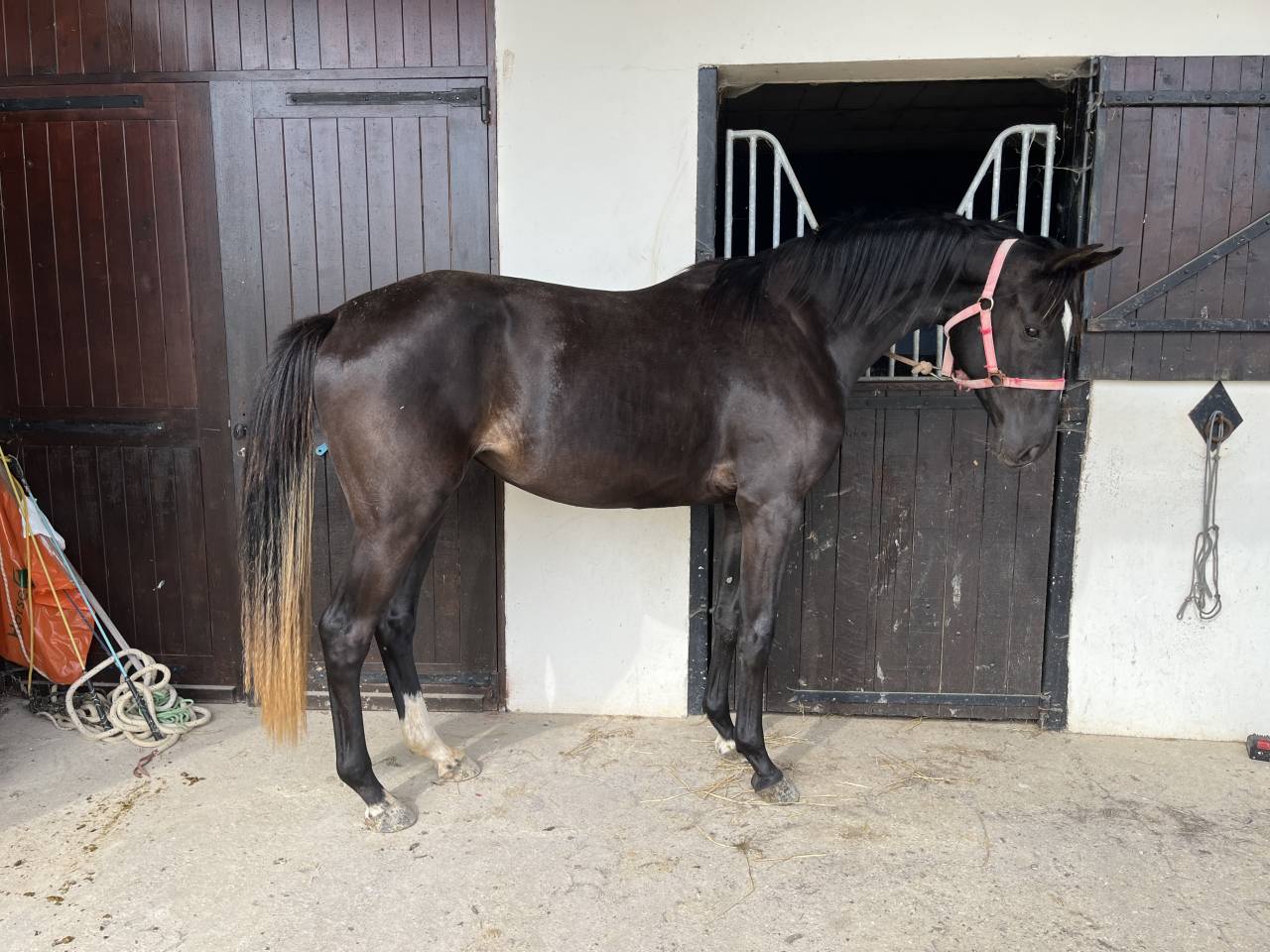 Puledra Sella Francese In vendita 2023 Baio scuro ,  QLASSIC BOIS MARGOT