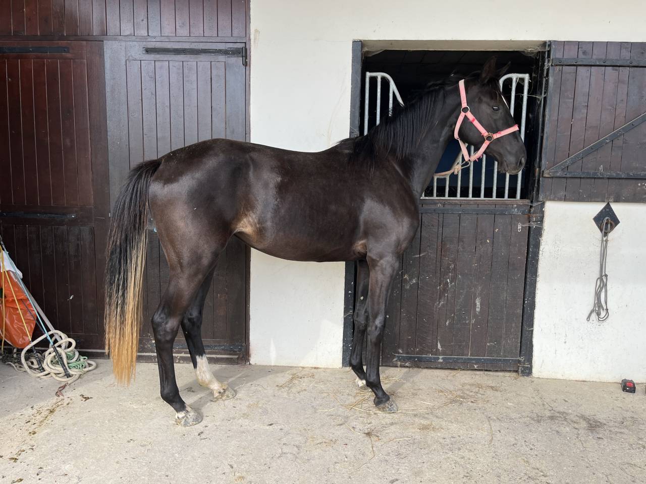 Puledra Sella Francese In vendita 2023 Baio scuro ,  QLASSIC BOIS MARGOT