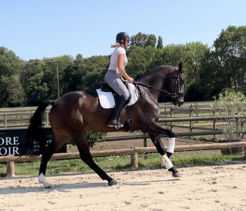 Castrone Oldenburger In vendita 2020 Baio scuro ,  ROUSSEAU