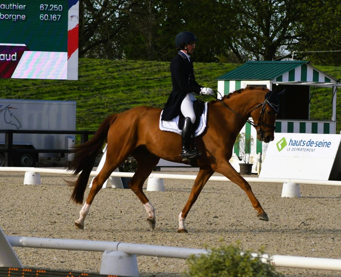 Cavalla Hanovrien In vendita 2018 Sauro ,  Matinez