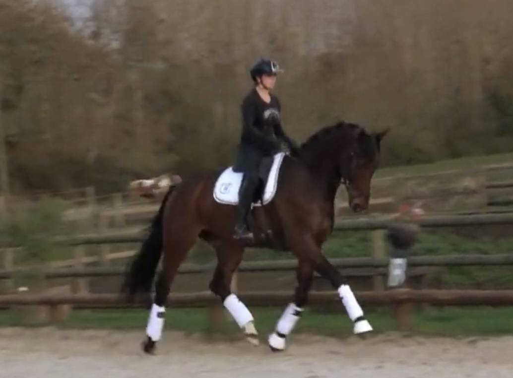 Castrone Hanovrien In vendita 2020 Baio ,  Zacherey