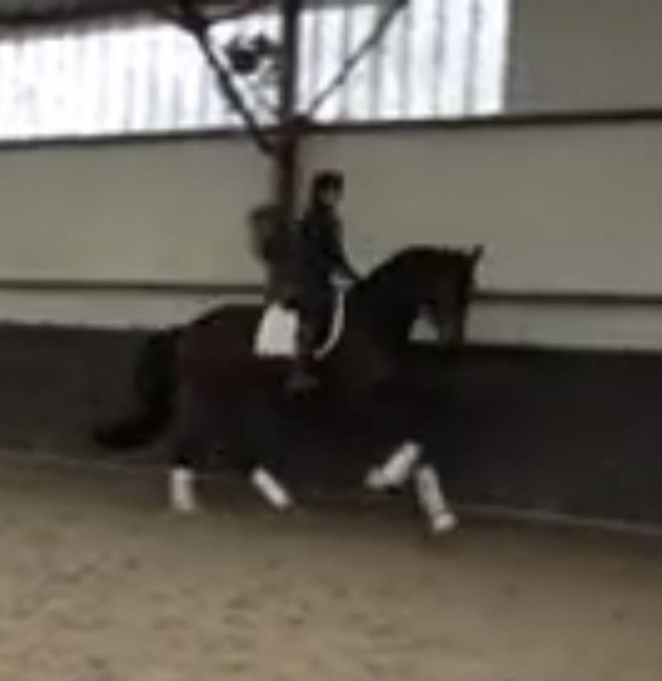 Castrone Hanovrien In vendita 2020 Baio scuro ,  Don nobless