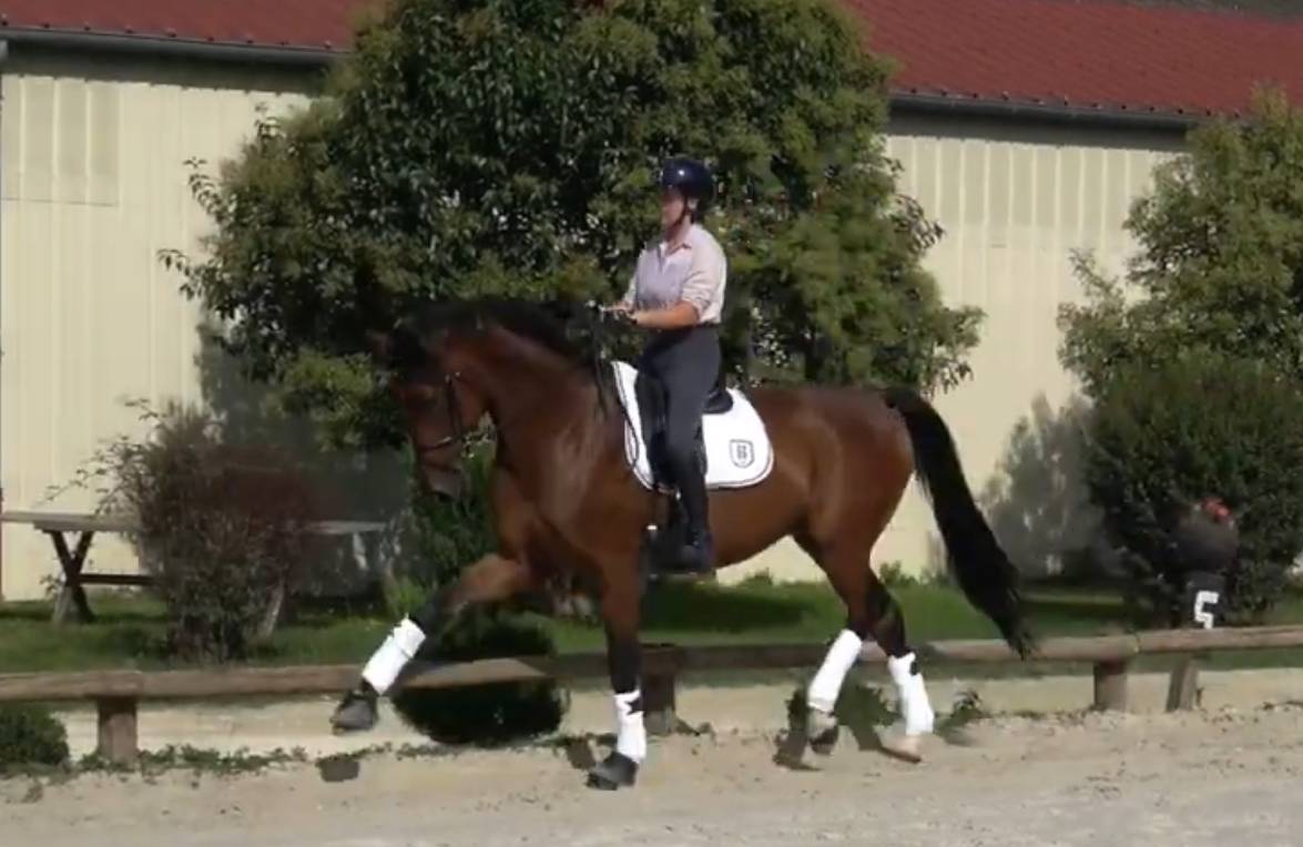 Castrone Sella Francese In vendita 2016 Baio ,  Swing de hus