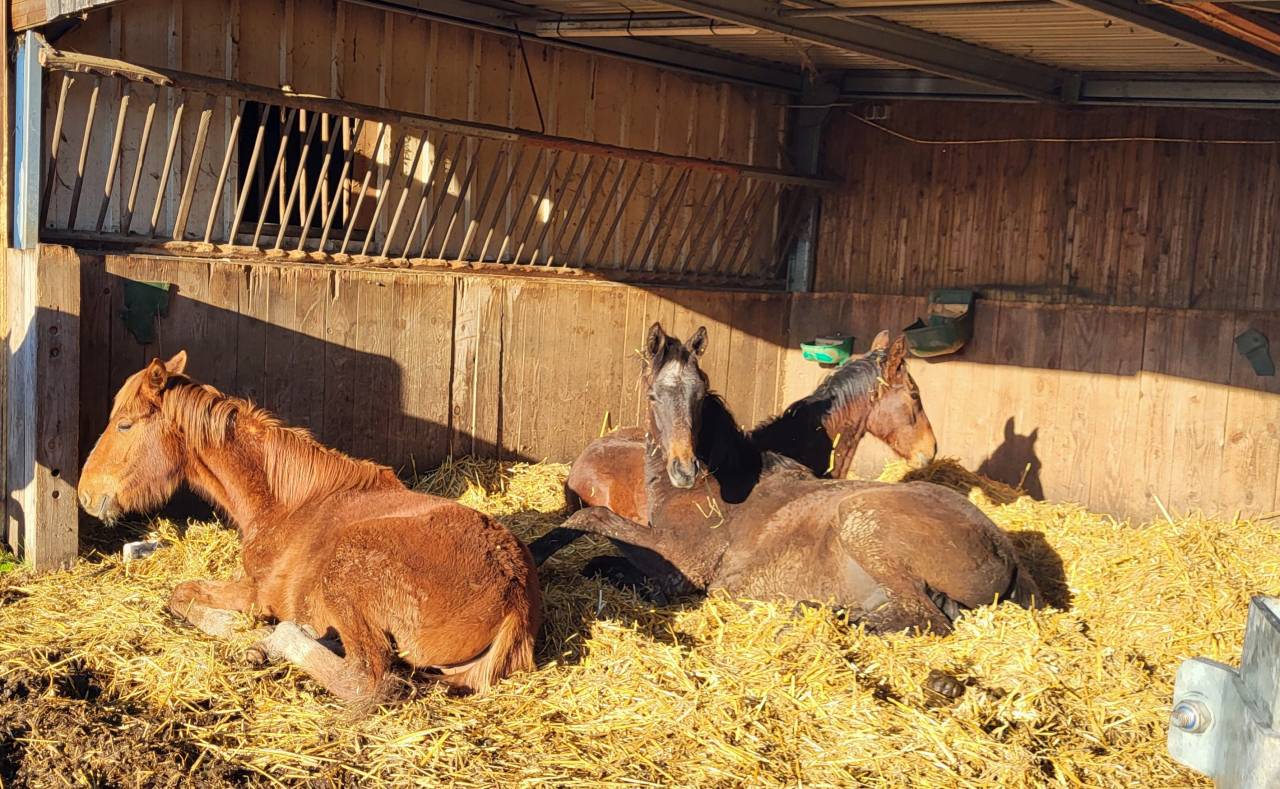 Elevage des Musardes  