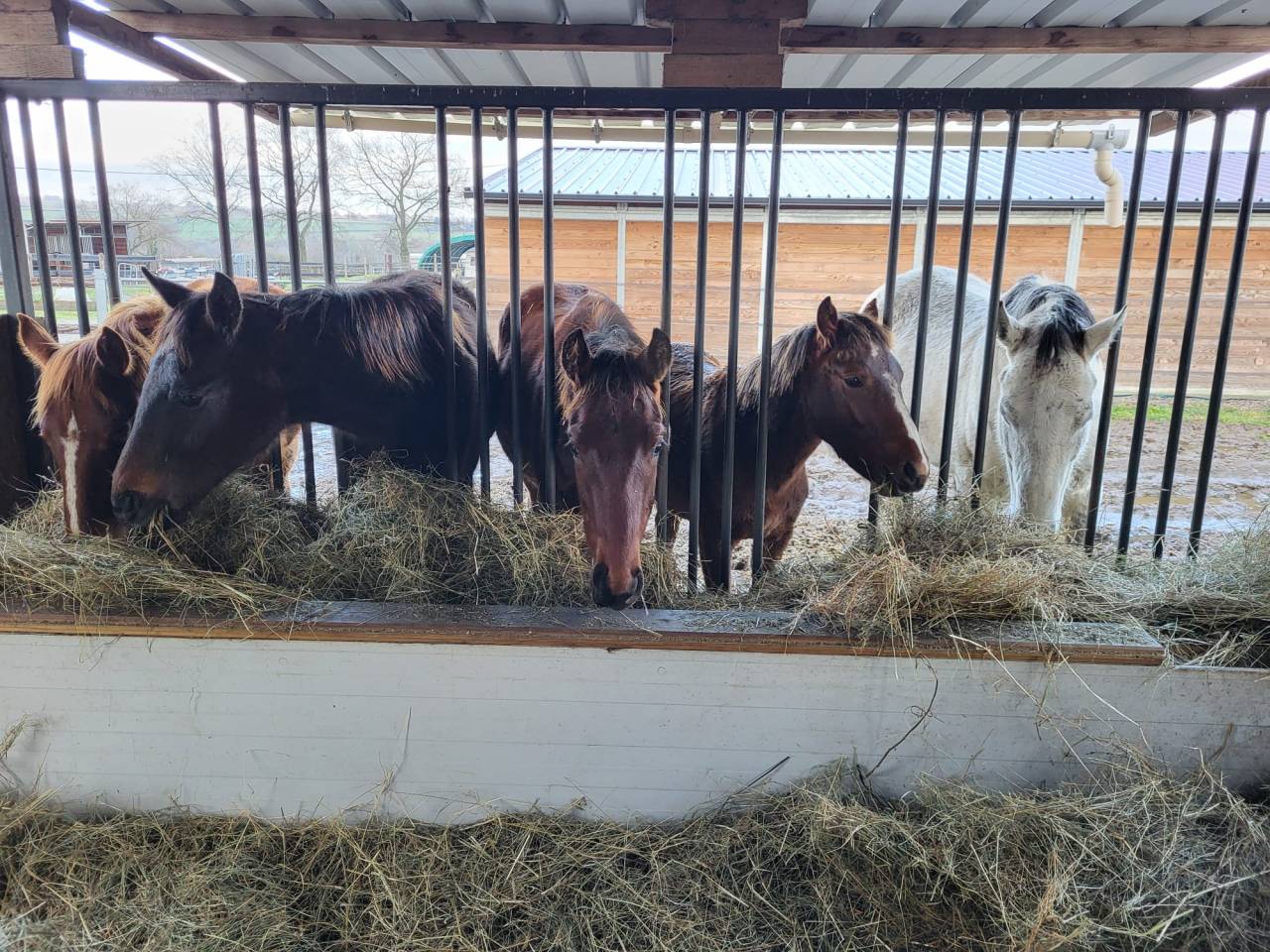 Elevage des Musardes  