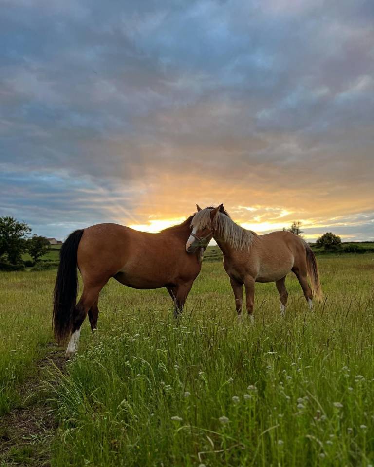 Elevage des Musardes  