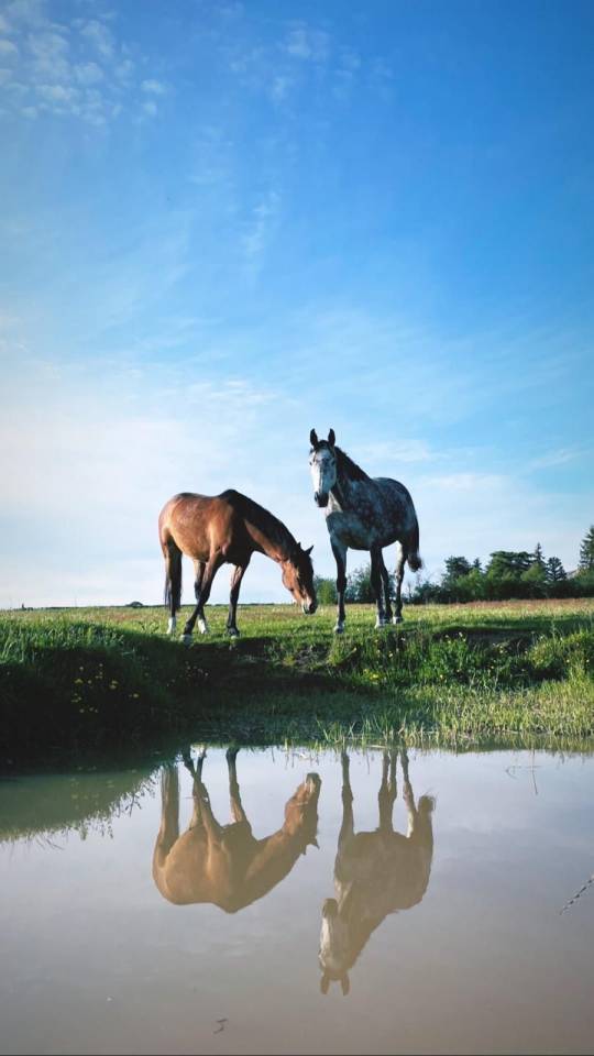 Elevage des Musardes  