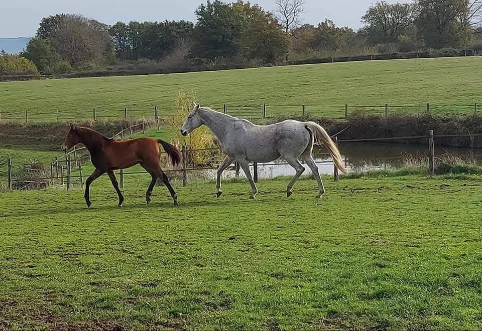 Elevage des Musardes  