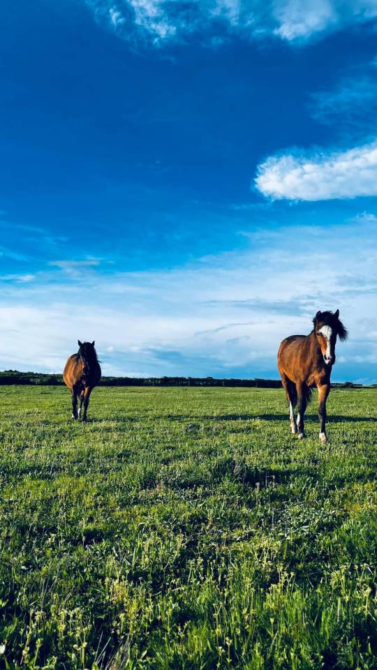 Elevage des Musardes  