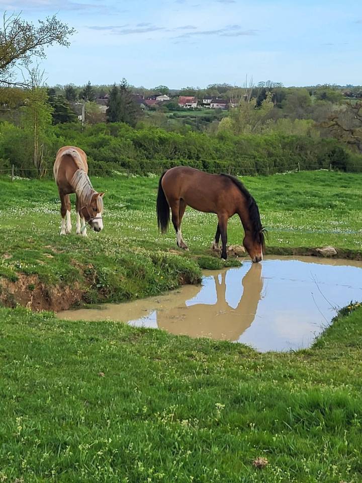 Elevage des Musardes  