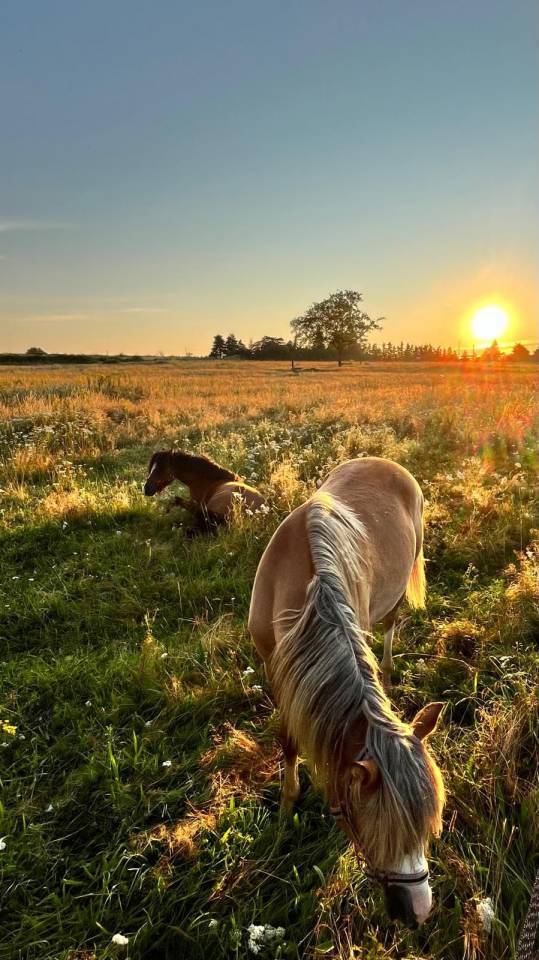 Elevage des Musardes  