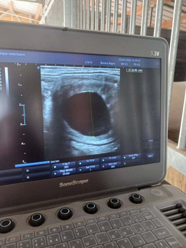 Elevage des Musardes  