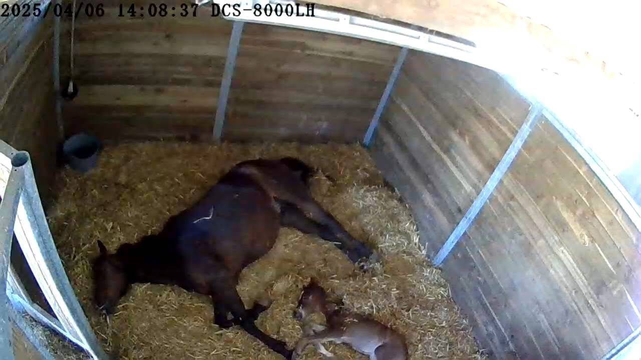 Elevage des Musardes  