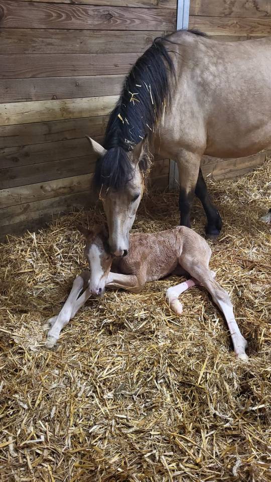 Elevage des Musardes  