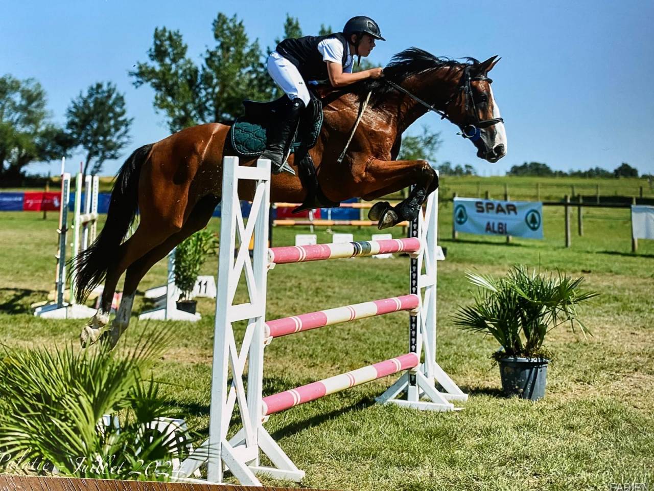 Castrone Sella Francese In vendita 2016 Baio ,  Baloussini