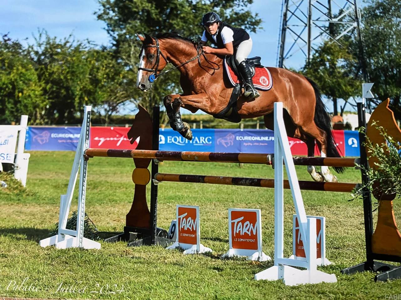 Castrone Sella Francese In vendita 2016 Baio ,  Baloussini