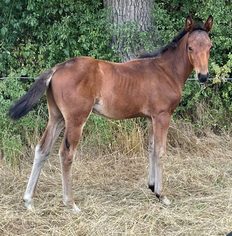 Puledro Sella Francese In vendita 2025 Baio