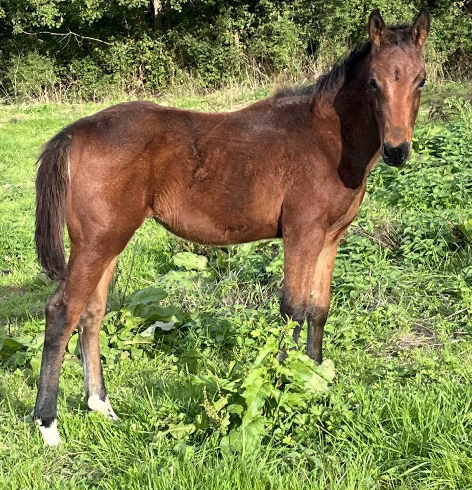 Puledro Sella Francese In vendita 2025 Baio