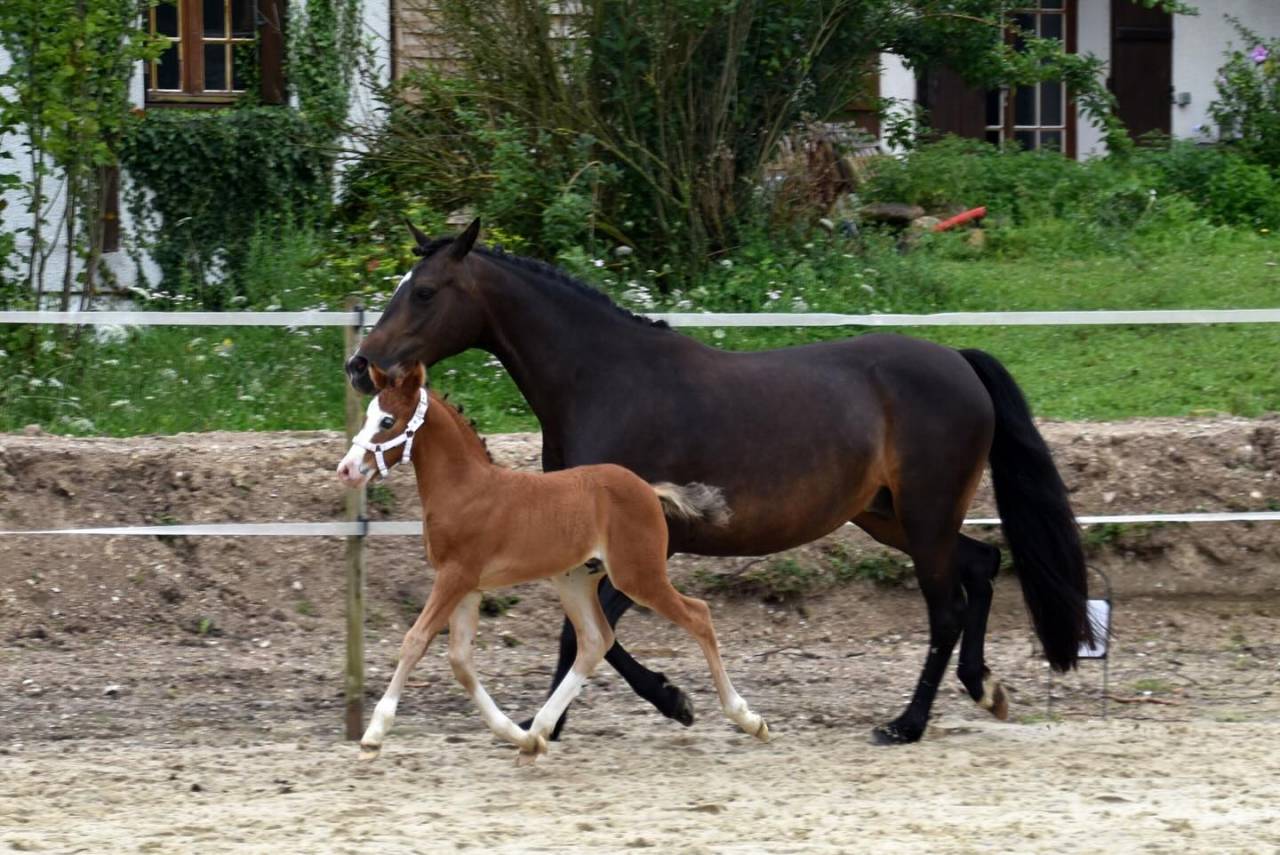 Puledro PFS Pony Francese da Sella In vendita 2024 Baio ,  goldwyn d'embets