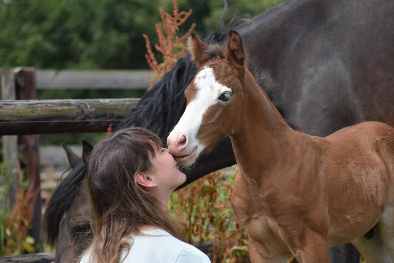 Puledro PFS Pony Francese da Sella In vendita 2024 Baio ,  goldwyn d'embets