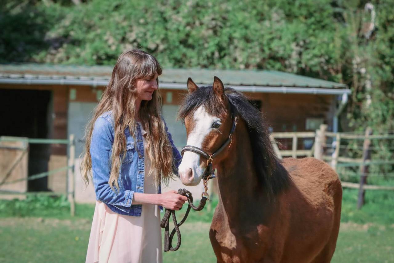 Puledro PFS Pony Francese da Sella In vendita 2024 Baio ,  goldwyn d'embets