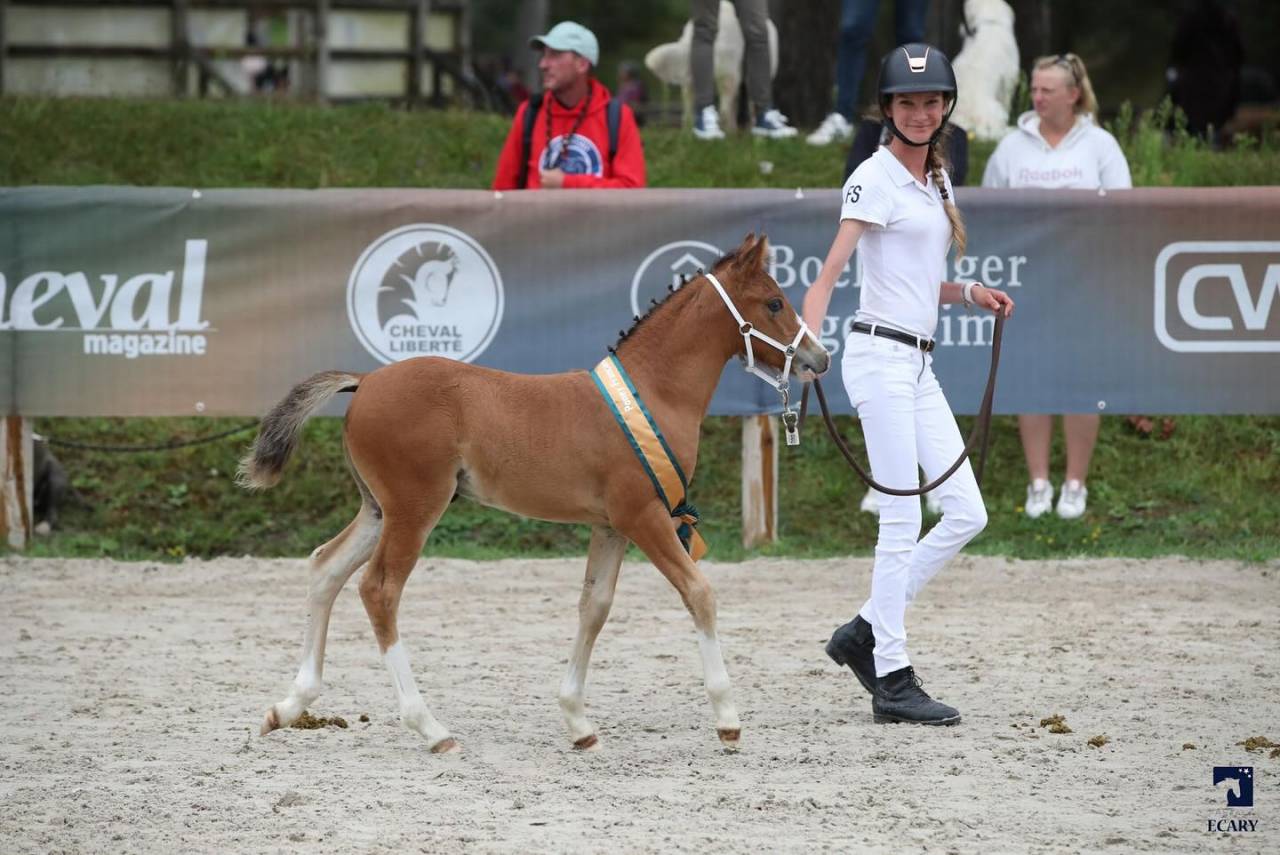Puledro PFS Pony Francese da Sella In vendita 2024 Baio ,  goldwyn d'embets