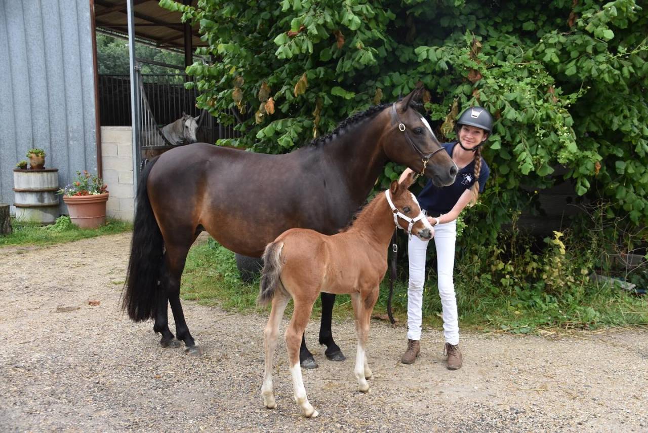 Puledro PFS Pony Francese da Sella In vendita 2024 Baio ,  goldwyn d'embets