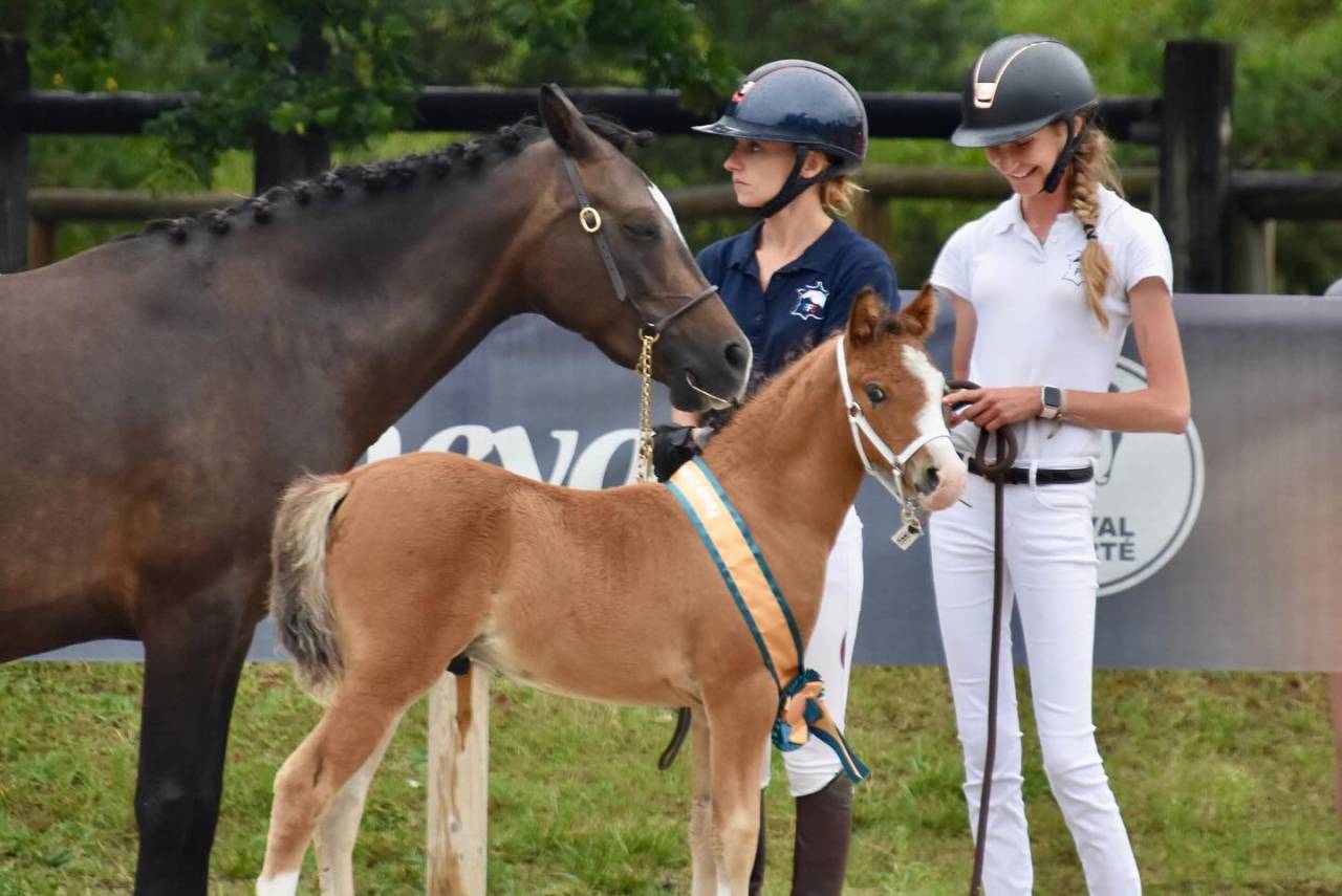 Puledro PFS Pony Francese da Sella In vendita 2024 Baio ,  goldwyn d'embets