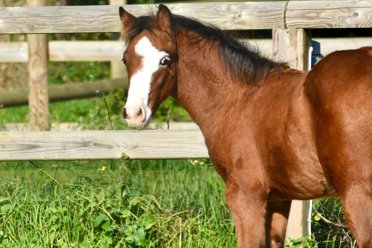 Puledro PFS Pony Francese da Sella In vendita 2024 Baio ,  goldwyn d'embets