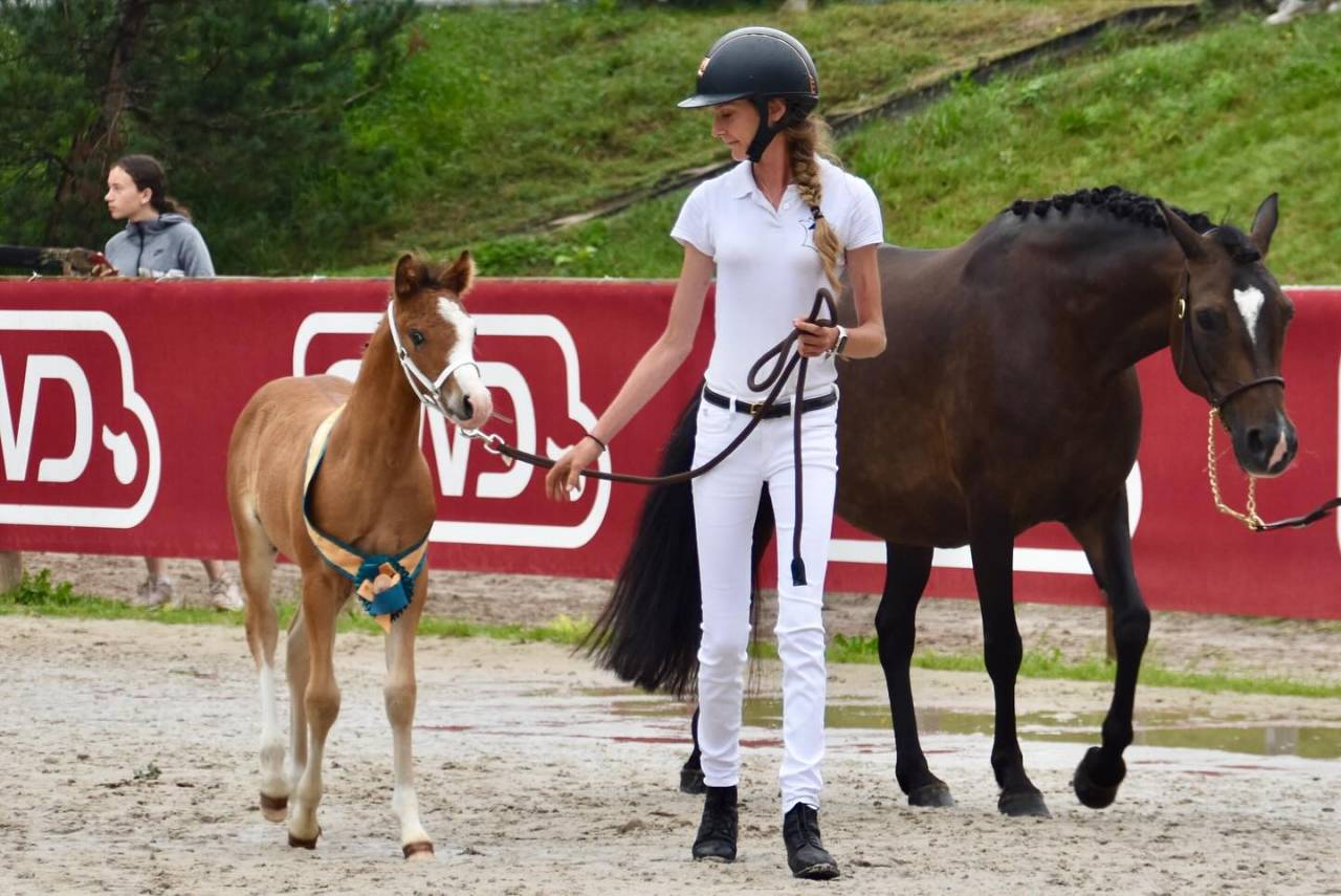 Puledro PFS Pony Francese da Sella In vendita 2024 Baio ,  goldwyn d'embets