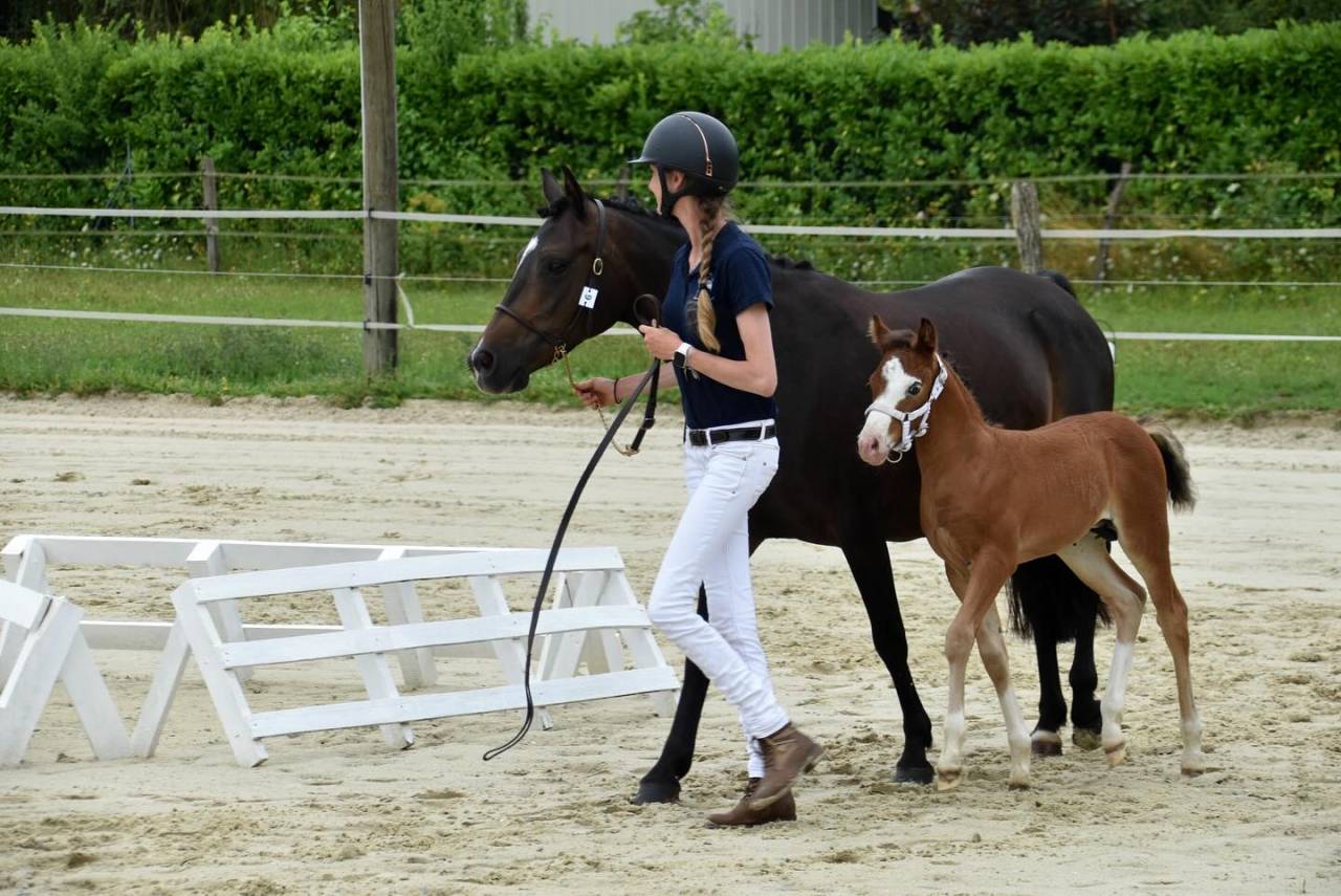 Puledro PFS Pony Francese da Sella In vendita 2024 Baio ,  goldwyn d'embets