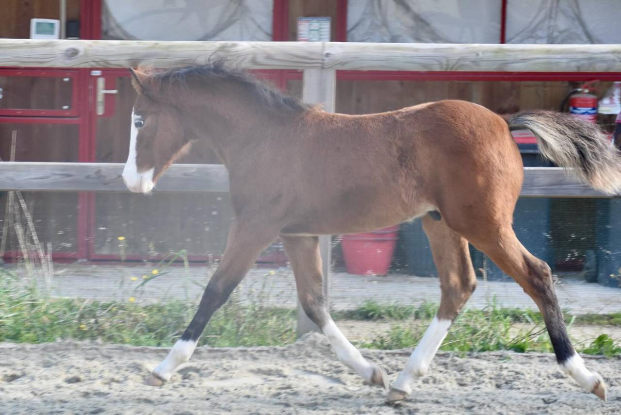 Puledro PFS Pony Francese da Sella In vendita 2024 Baio ,  goldwyn d'embets