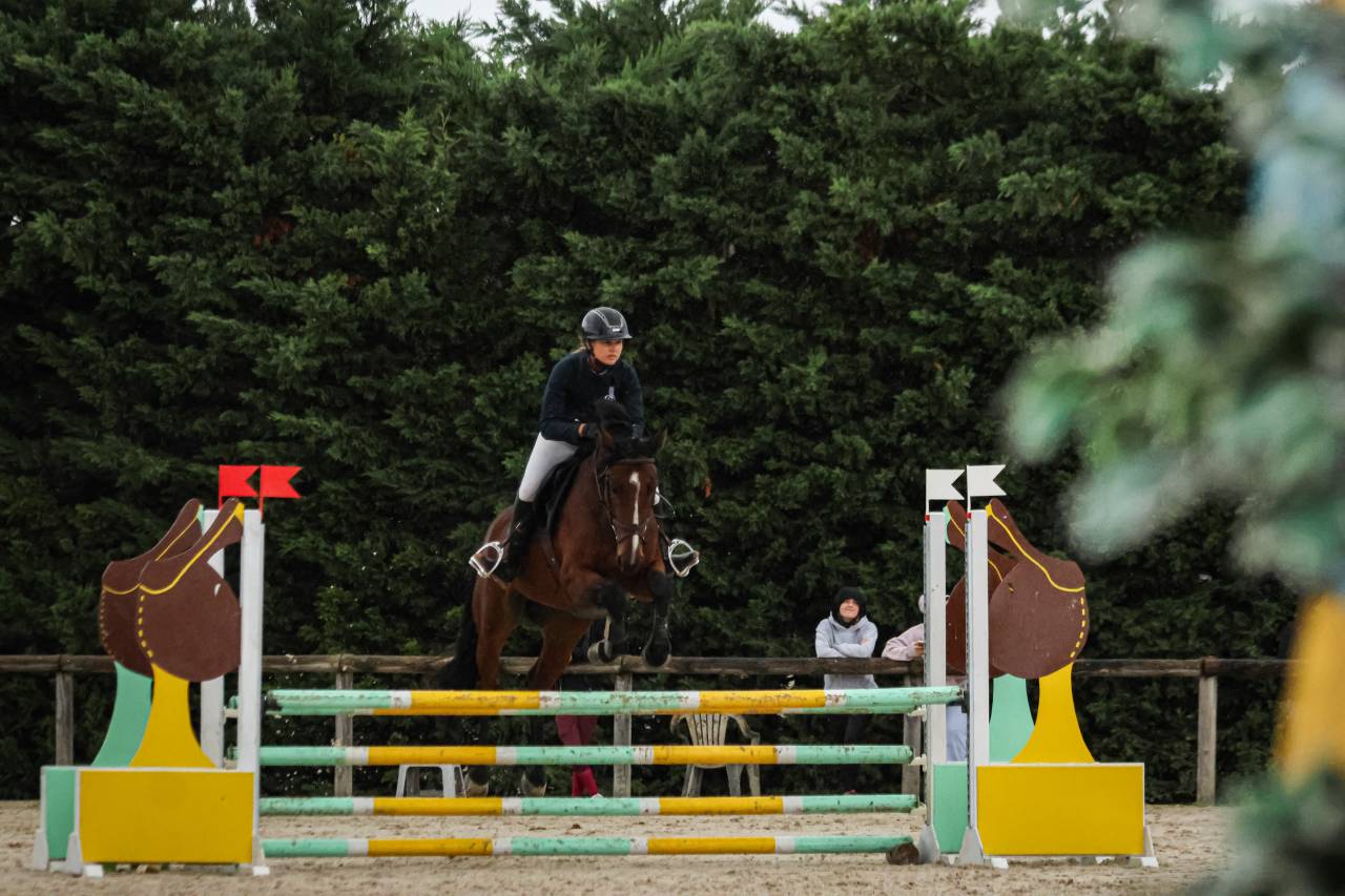 Castrone sBs Cavallo da Sport Belgio In vendita 2020 Baio