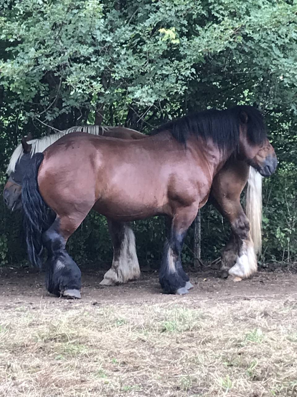 Intero Ardennais In vendita 2019 Baio scuro ,  Bayard du Rye Boys