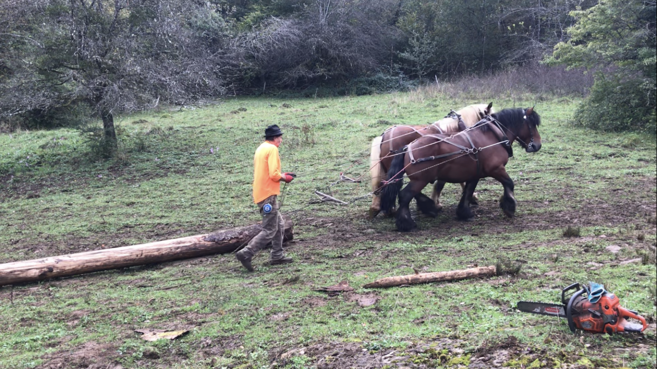 Intero Ardennais In vendita 2019 Baio scuro ,  Bayard du Rye Boys