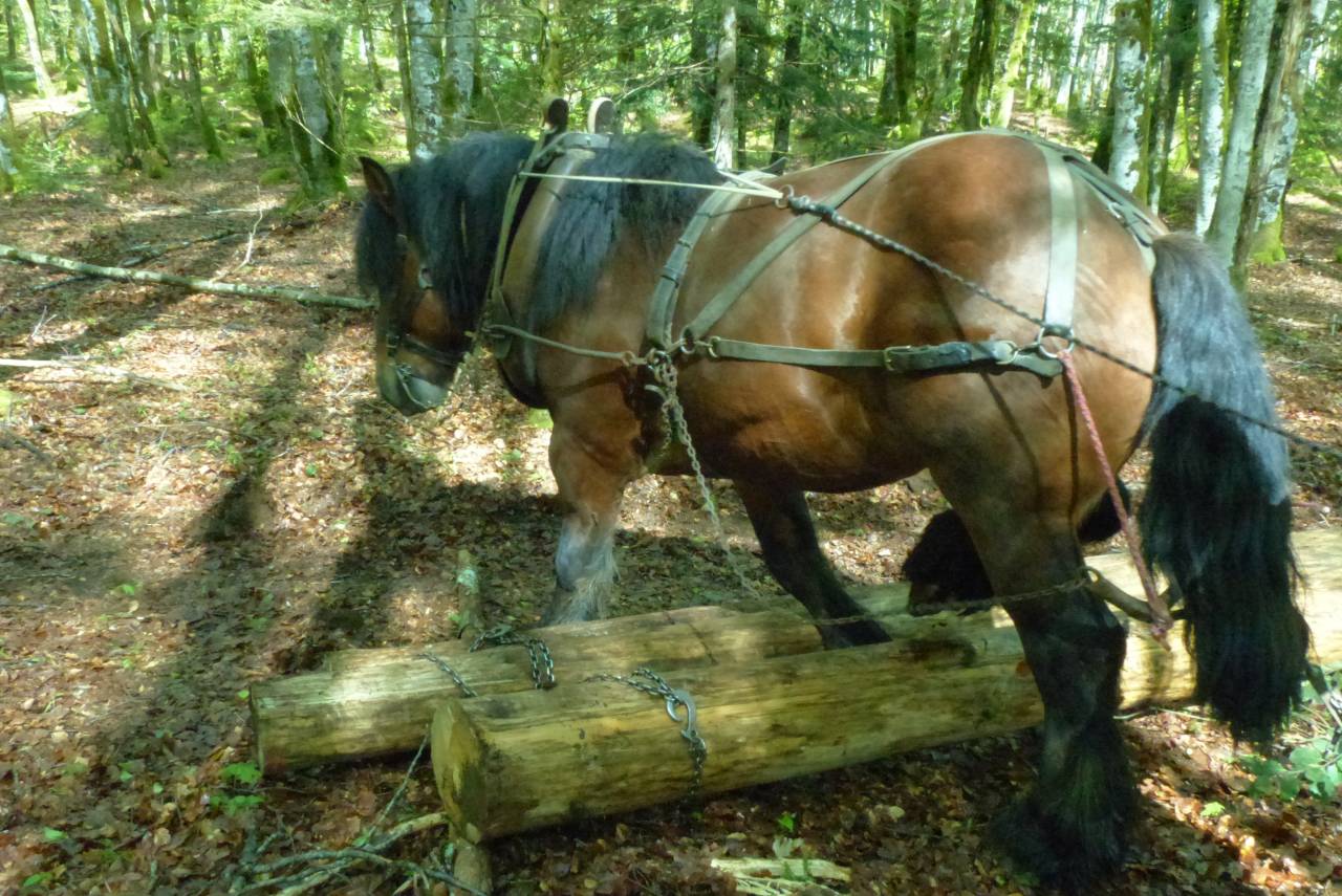 Intero Ardennais In vendita 2019 Baio scuro ,  Bayard du Rye Boys