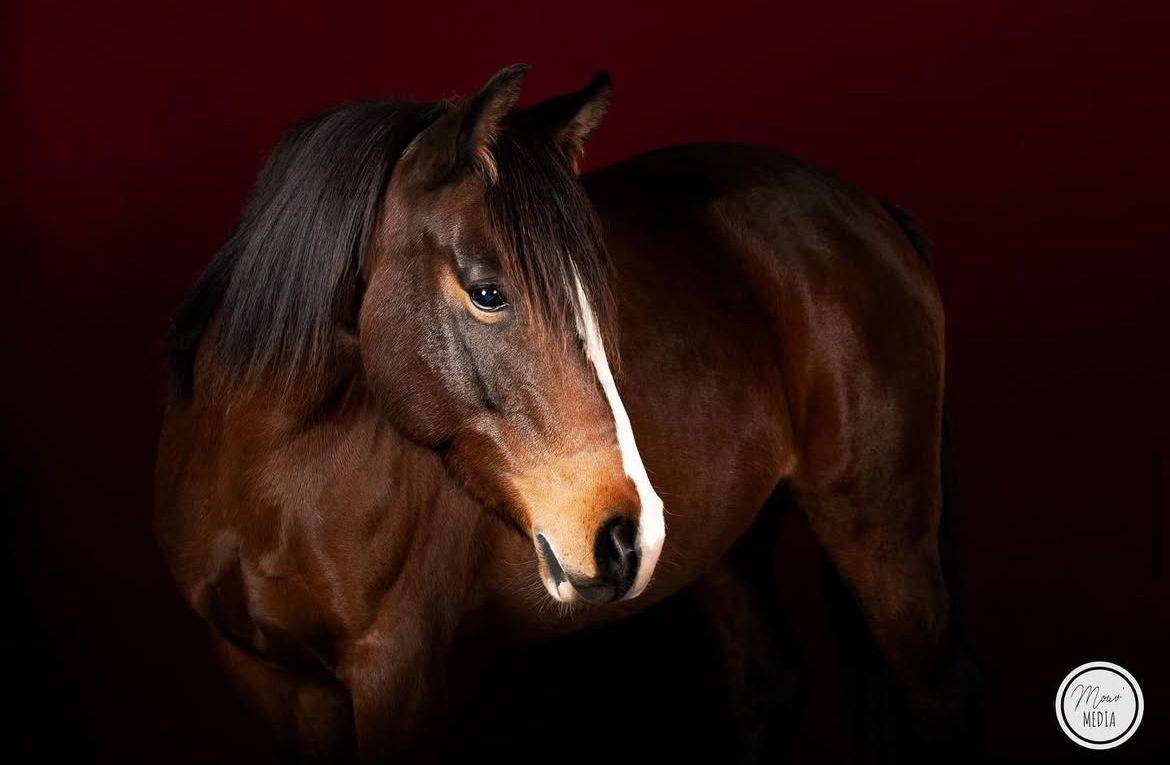 Cavalla Origine non conosciuta  In vendita 2016 Baio ,  CHEROKEE RUGGED TWIST