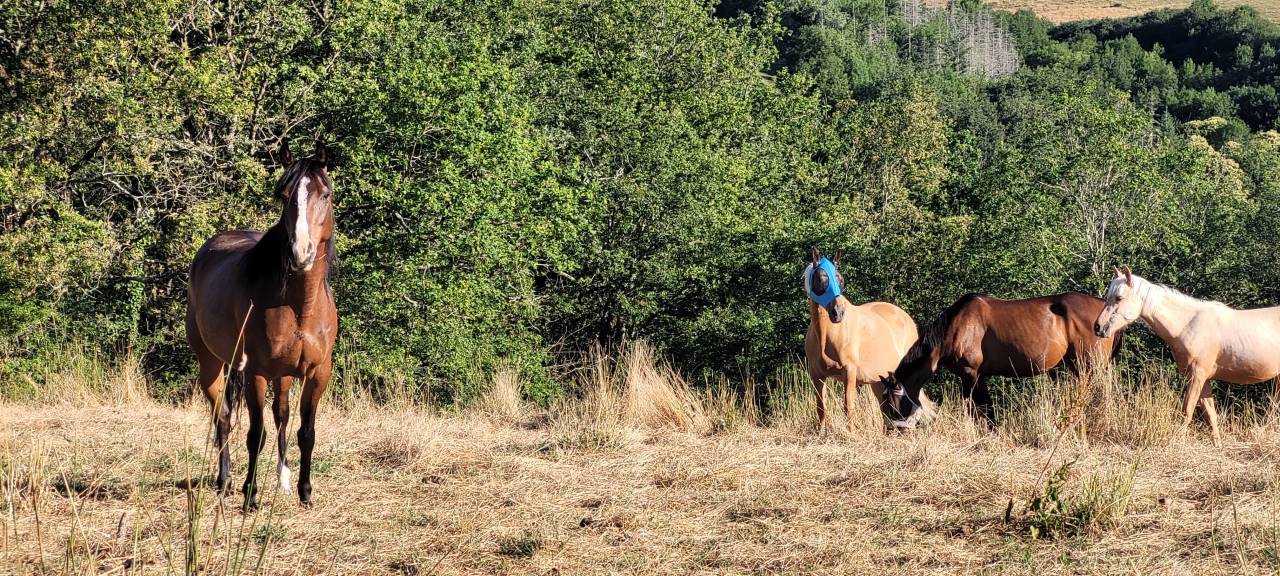 Cavalla Origine non conosciuta  In vendita 2016 Baio ,  CHEROKEE RUGGED TWIST