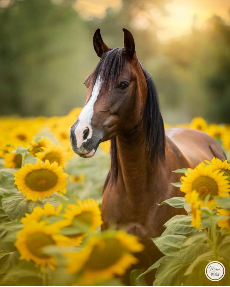 Cavalla Origine non conosciuta  In vendita 2016 Baio ,  CHEROKEE RUGGED TWIST