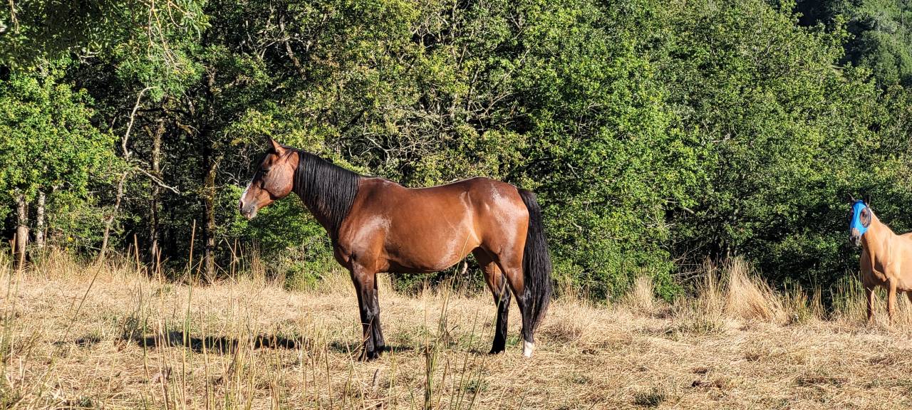 Cavalla Origine non conosciuta  In vendita 2016 Baio ,  CHEROKEE RUGGED TWIST