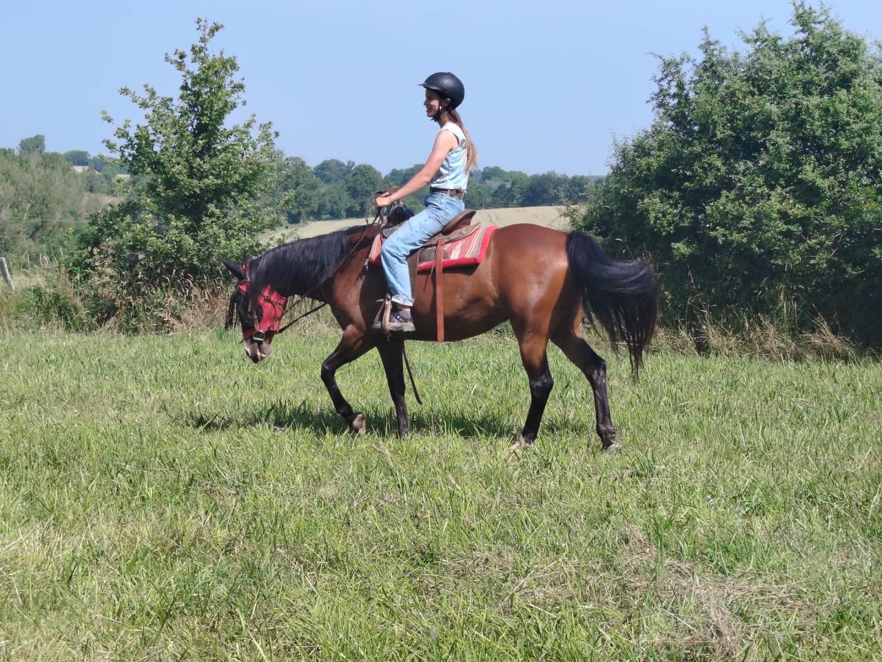 Cavalla Origine non conosciuta  In vendita 2016 Baio ,  CHEROKEE RUGGED TWIST