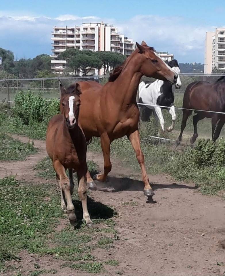 Cavalla Origine non conosciuta  In vendita 2016 Baio ,  CHEROKEE RUGGED TWIST