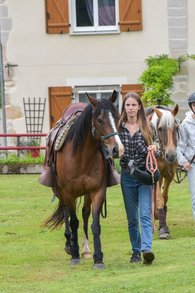 Cavalla Origine non conosciuta  In vendita 2016 Baio ,  CHEROKEE RUGGED TWIST
