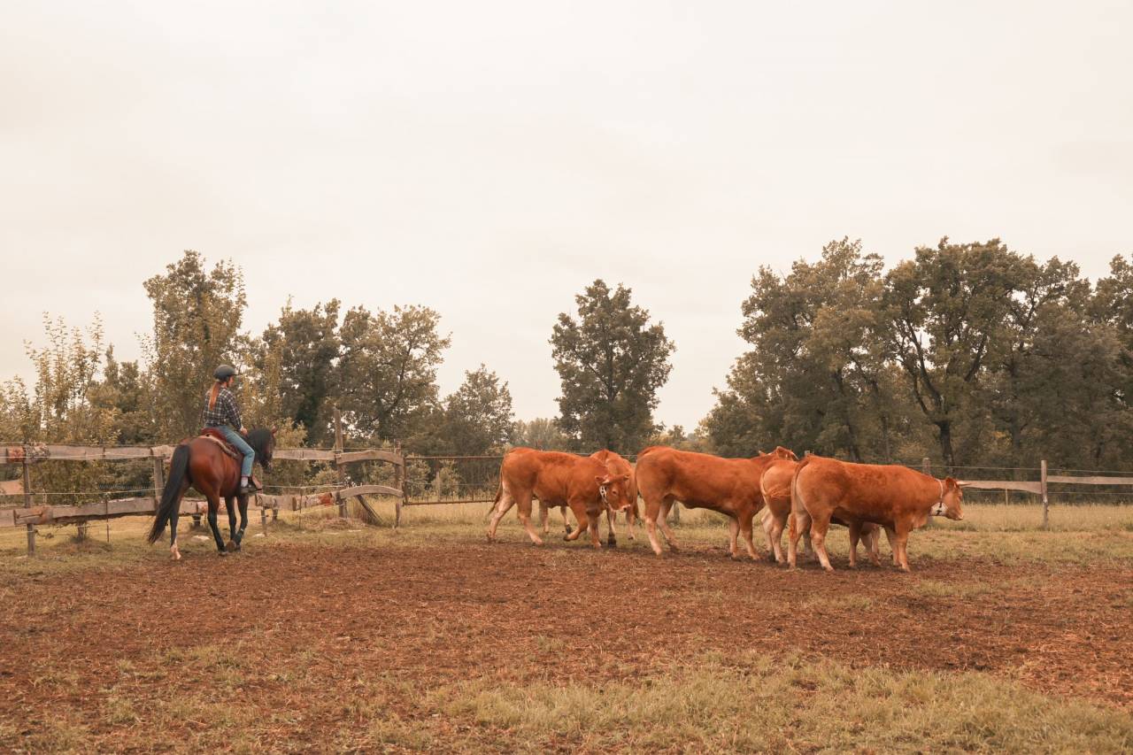 Cavalla Origine non conosciuta  In vendita 2016 Baio ,  CHEROKEE RUGGED TWIST