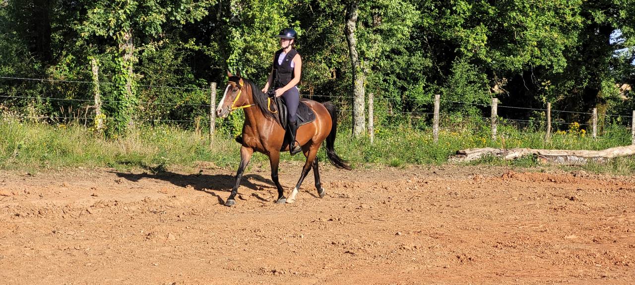 Cavalla Origine non conosciuta  In vendita 2016 Baio ,  CHEROKEE RUGGED TWIST