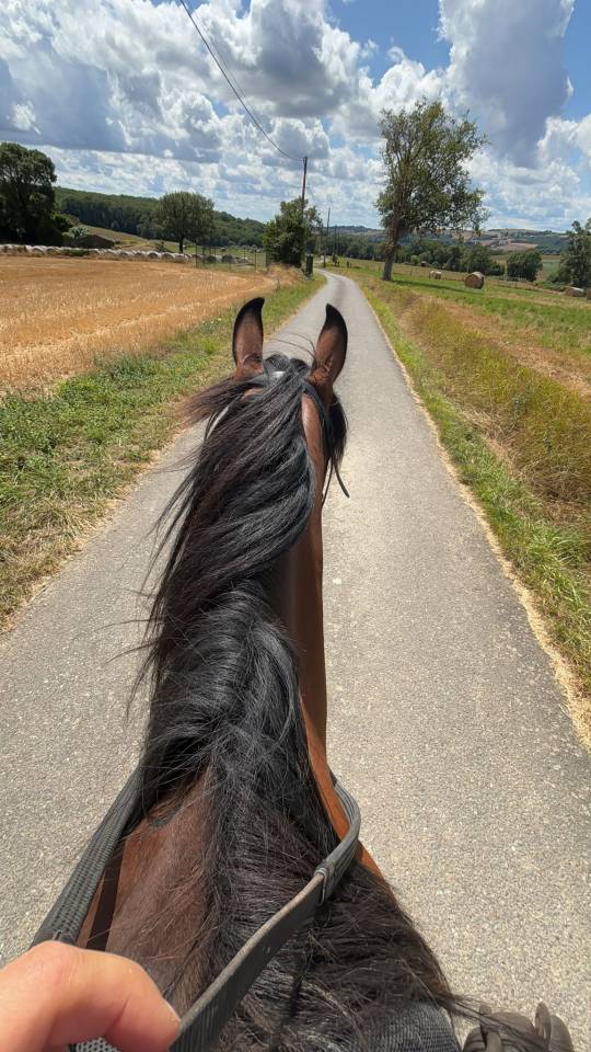 Cavalla Origine non conosciuta  In vendita 2016 Baio ,  CHEROKEE RUGGED TWIST