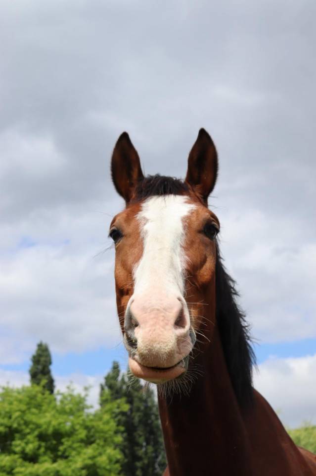 Castrone sBs Cavallo da Sport Belgio In vendita 2020 Baio ,  Hamilton du chapitre (R.O)