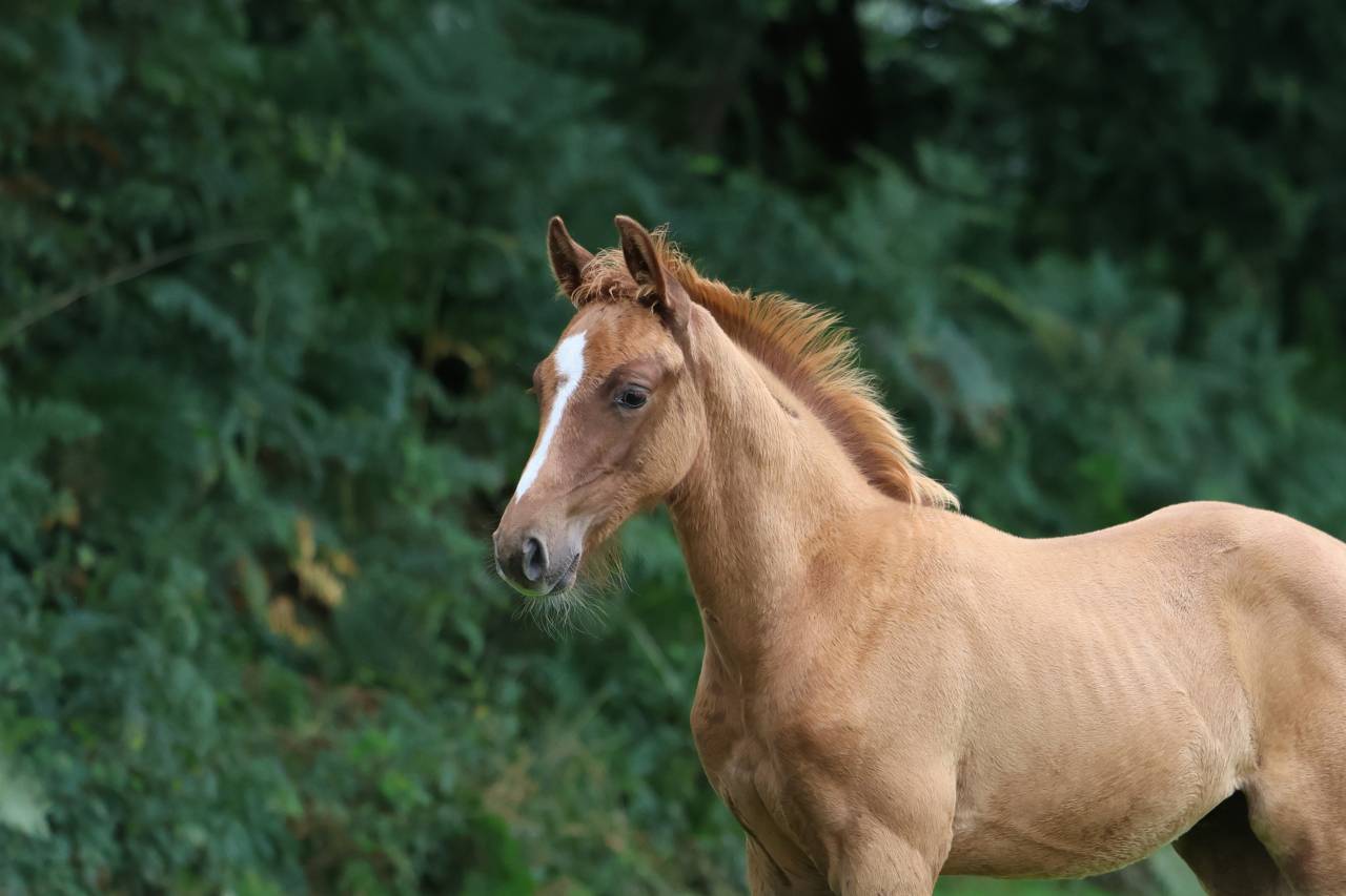 Intero Sella Francese In vendita 2025 Sauro ,  Andiamo semilly
