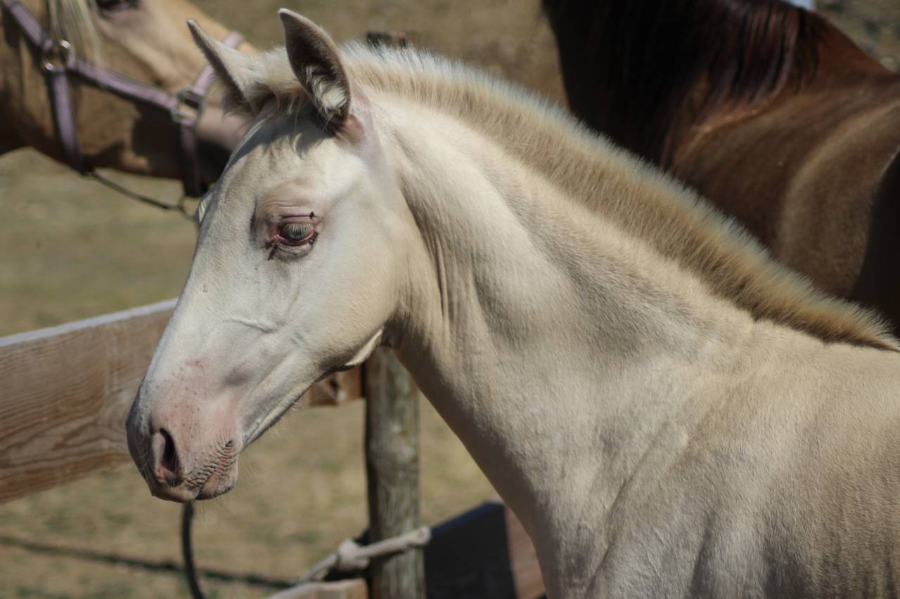 Puledro PRE Andaluso In vendita 2025 Altro colore