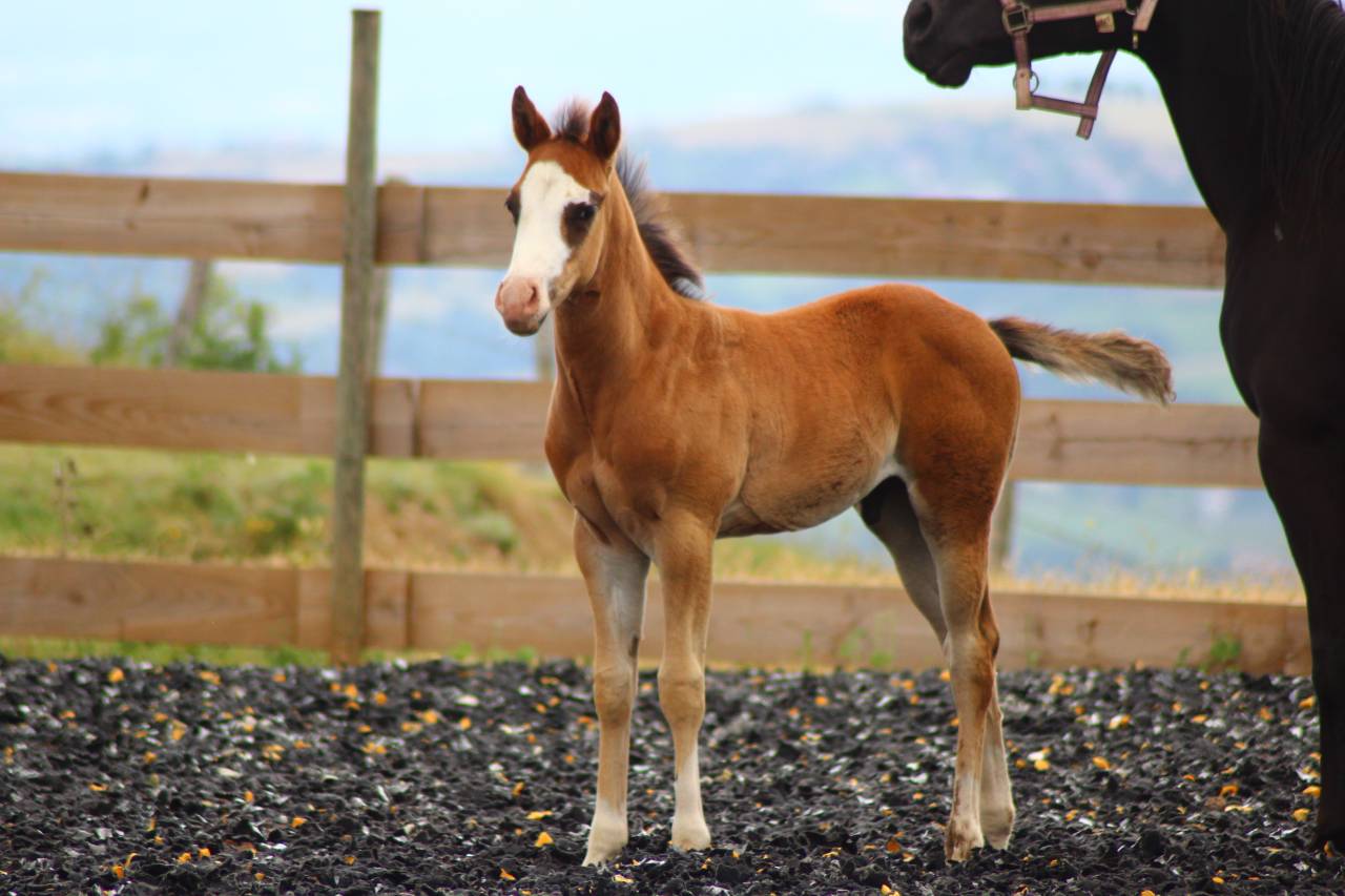 Puledro Paint Horse In vendita 2025 Baio